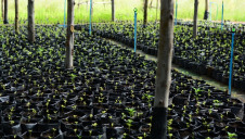 Increasing the amount of forested land in the UK to 5% of land area could play a major role as trees act as a carbon sink